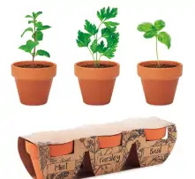 Rośliny reklamowe z nadrukiem